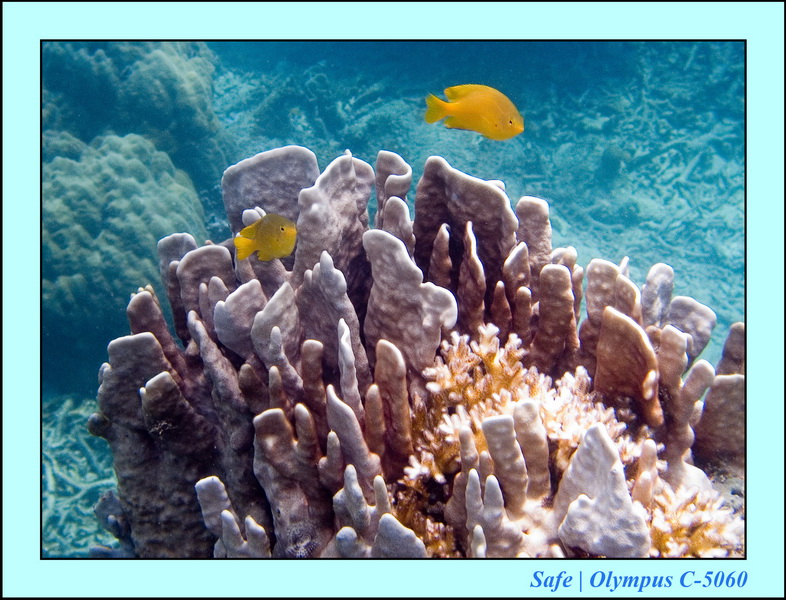 2006 - 07 - Perhentian - Plongee 245